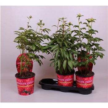 Paeonia 19CM Rood Longlife 70cm 19cm Q1913