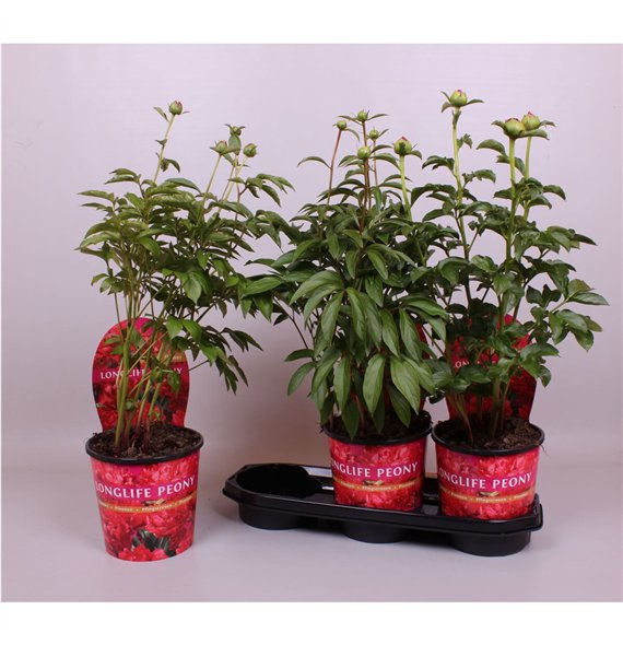 Paeonia 19CM Rood Longlife 70cm 19cm Q1913