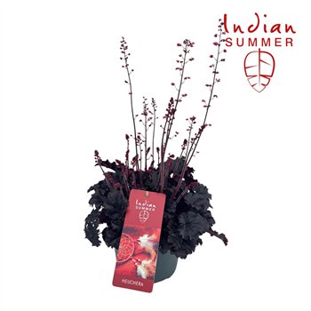 Heuchera Indian Summer P19 Blooming Black 50cm 19cm Q1930
