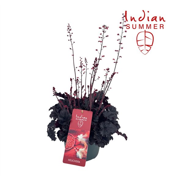 Heuchera Indian Summer P19 Blooming Black 50cm 19cm Q1930