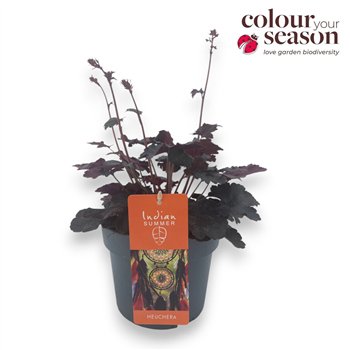 Heuchera Indian Summer P19 Hip Hooray 50cm 19cm Q1946