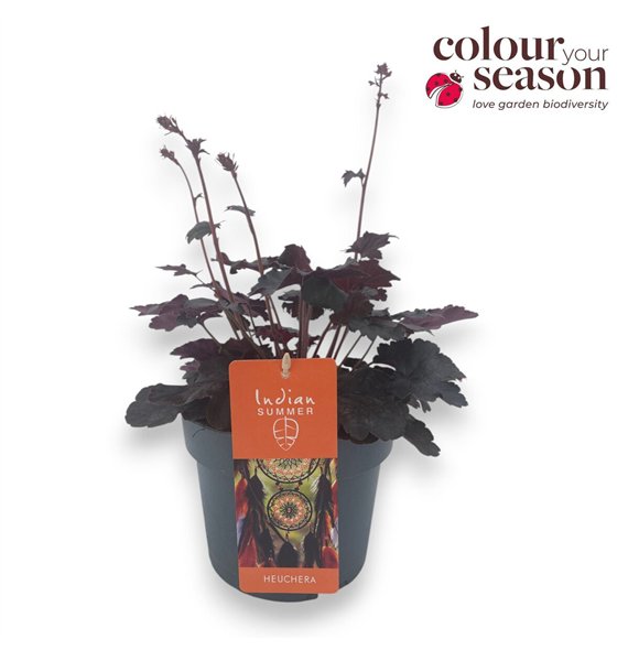 Heuchera Indian Summer P19 Hip Hooray 50cm 19cm Q1946