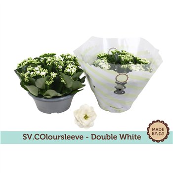 Kalanhoja rosalina menzel Kalanchoë Double White in SV COloursleeve6 pp 500 fl 27cm 23cm Q2321