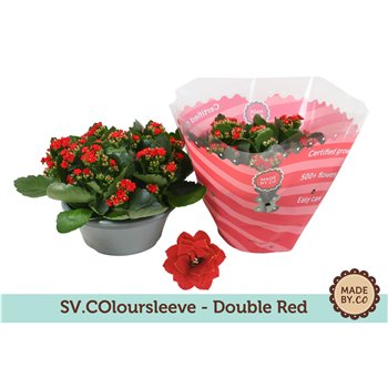 Kalanhoja blossfeldiana gevuld rubio red Kalanchoë Double Red in SV COloursleevepp 500 fl 27cm 23cm Q2322