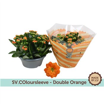 Kalanhoja rosalina demeter Kalanchoë Double Orange in SV COloursleeve6 pp 500 fl 27cm 23cm Q2323