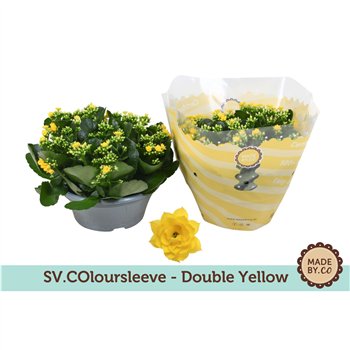 Kalanhoja rosalina don amarillo Kalanchoë Double Yellow in SV COloursleeve6 pp 500 fl 27cm 23cm Q2328