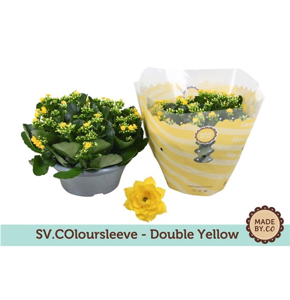 Kalanhoja rosalina don amarillo Kalanchoë Double Yellow in SV COloursleeve6 pp 500 fl 27cm 23cm Q2328