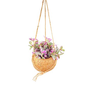 Tradescantia cerinthoides sweetness Kokodama 15 cm Pink 5 0 - 7 4 20cm 15cm Q2413