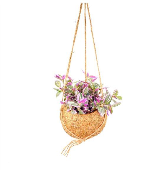 Tradescantia cerinthoides sweetness Kokodama 15 cm Pink 5 0 - 7 4 20cm 15cm Q2413