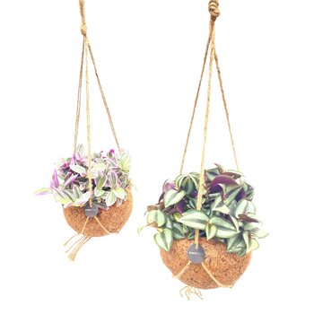 Tradescantia mix Kokodama 15 cm Mix 5 0 - 7 4 1 pp 25cm 15cm Q2416