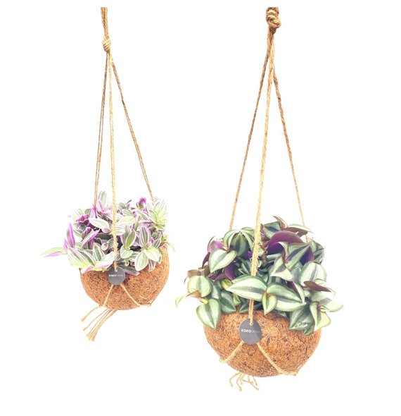 Tradescantia mix Kokodama 15 cm Mix 5 0 - 7 4 1 pp 25cm 15cm Q2416