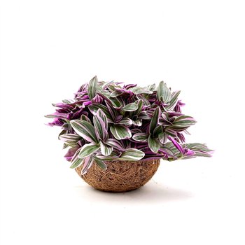 Tradescantia cerinthoides sweetness Kokodama 15 cm Pink (No String) 5 0 - 7 4 20cm 15cm Q2420
