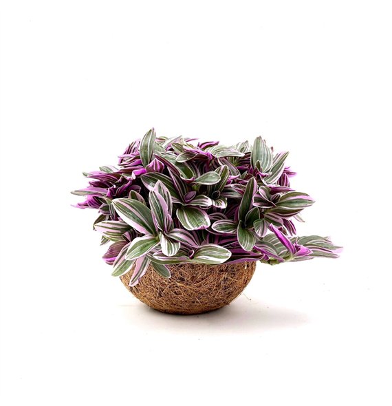 Tradescantia cerinthoides sweetness Kokodama 15 cm Pink (No String) 5 0 - 7 4 20cm 15cm Q2420