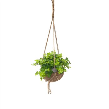 Peperomia rotundifolia Kokodama 15 cm Hanging plant mix 1 pp 25cm 15cm Q2424