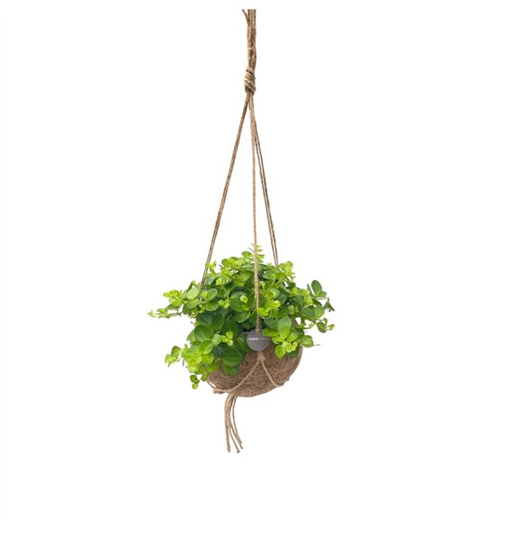 Peperomia rotundifolia Kokodama 15 cm Hanging plant mix 1 pp 25cm 15cm Q2424