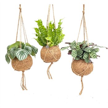 Miks lončnic green Kokodama 17 cm Jungle mix 1 pp 28cm 17cm Q2427
