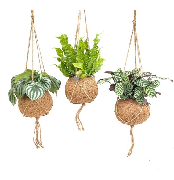 Miks lončnic green Kokodama 17 cm Jungle mix 1 pp 28cm 17cm Q2427