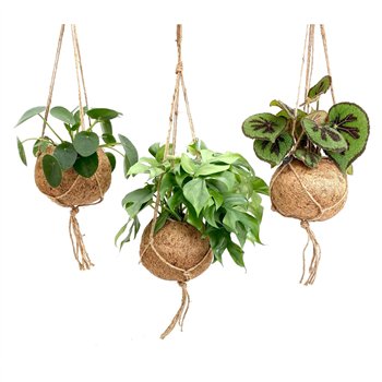 Miks lončnic green Kokodama 17 cm Dream mix 1 pp 30cm 17cm Q2428