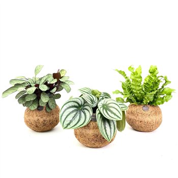 Miks lončnic green Kokodama 17 cm Jungle mix (No string) 1 pp 30cm 17cm Q2438
