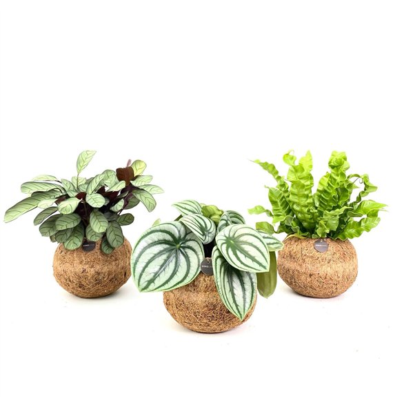 Miks lončnic green Kokodama 17 cm Jungle mix (No string) 1 pp 30cm 17cm Q2438
