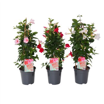 Mandevilla sundaville mix Sundaville (Dipladenia) Mix P19 1 pp 75cm 19cm Q2471