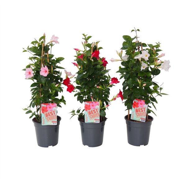 Mandevilla sundaville mix Sundaville (Dipladenia) Mix P19 1 pp 75cm 19cm Q2471