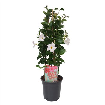 Mandevilla sundaville white Sundaville (Dipladenia) wit P19 1 pp 75cm 19cm Q2474