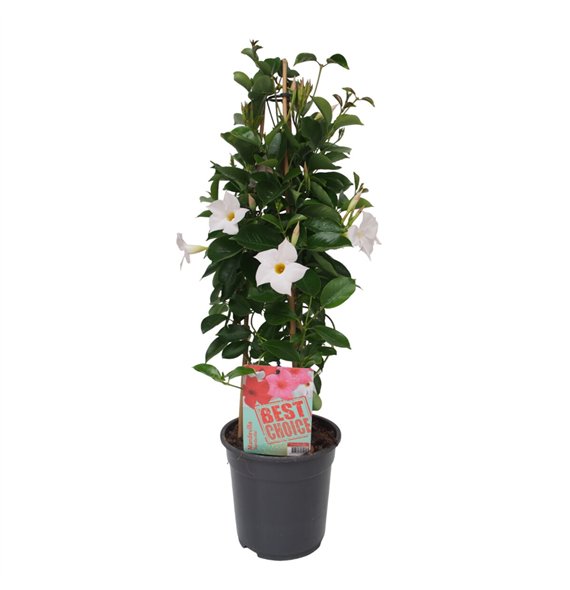 Mandevilla sundaville white Sundaville (Dipladenia) wit P19 1 pp 75cm 19cm Q2474