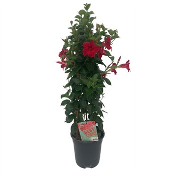 Mandevilla sundaville red Sundaville (Dipladenia) rood P19 1 pp 75cm 19cm Q2476