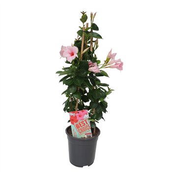 Mandevilla sundaville cream pink Sundaville (Dipladenia) licht roze P19 1 pp 75cm 19cm Q2481