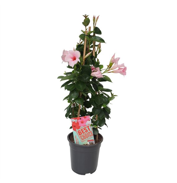 Mandevilla sundaville cream pink Sundaville (Dipladenia) licht roze P19 1 pp 75cm 19cm Q2481