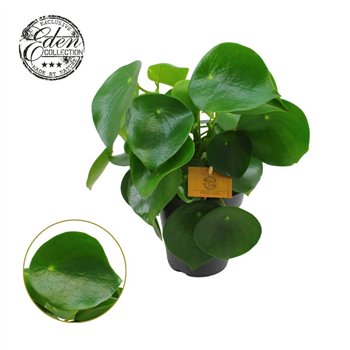 Peperomia polybotrya raindrop Polybotrya 15cm 25cm 15cm Q2712
