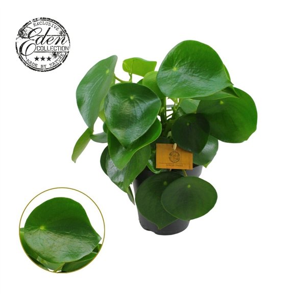 Peperomia polybotrya raindrop Polybotrya 15cm 25cm 15cm Q2712