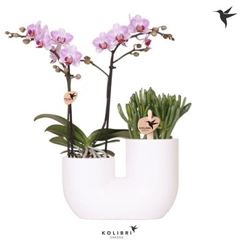 Nasad phalaenopsis multiflora Kolibri Orchids Orhideja Phalaenopsis Pink 2 spike and Succulent in Tube white2 pp stems 45cm 18cm