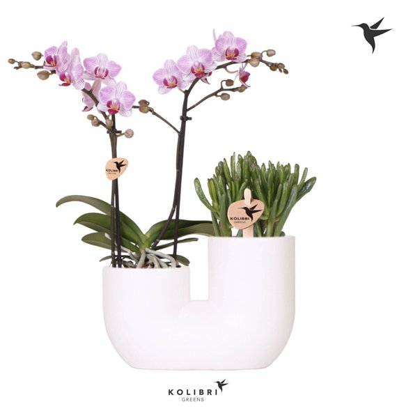 Nasad phalaenopsis multiflora Kolibri Orchids Orhideja Phalaenopsis Pink 2 spike and Succulent in Tube white2 pp stems 45cm 18cm