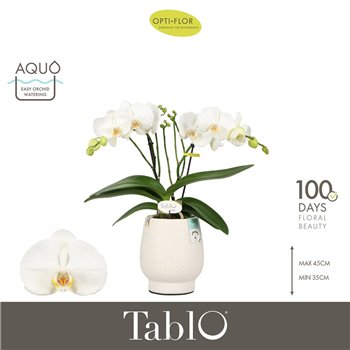 Orhideja Phalaenopsis wit Tablo Champagne 2 spike in Abruzzo White Aquo 25 fl  stems plnt 2000 gram 40cm 12cm Q3212