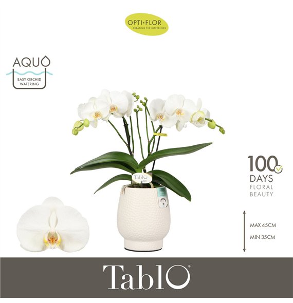 Orhideja Phalaenopsis wit Tablo Champagne 2 spike in Abruzzo White Aquo 25 fl  stems plnt 2000 gram 40cm 12cm Q3212