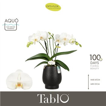 Orhideja Phalaenopsis wit Tablo Champagne 2 spike in Abruzzo Black Aquo 25 fl  stems plnt 2000 gram 40cm 12cm Q3213