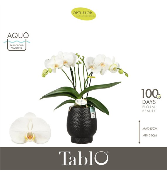 Orhideja Phalaenopsis wit Tablo Champagne 2 spike in Abruzzo Black Aquo 25 fl  stems plnt 2000 gram 40cm 12cm Q3213