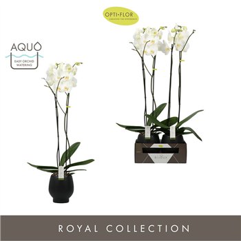 Orhideja Phalaenopsis wit Bijoux Diamond 2 spike in Abruzzo Black Aquo 14 fl  stems plnt 3000 gram 90cm 15cm Q3230