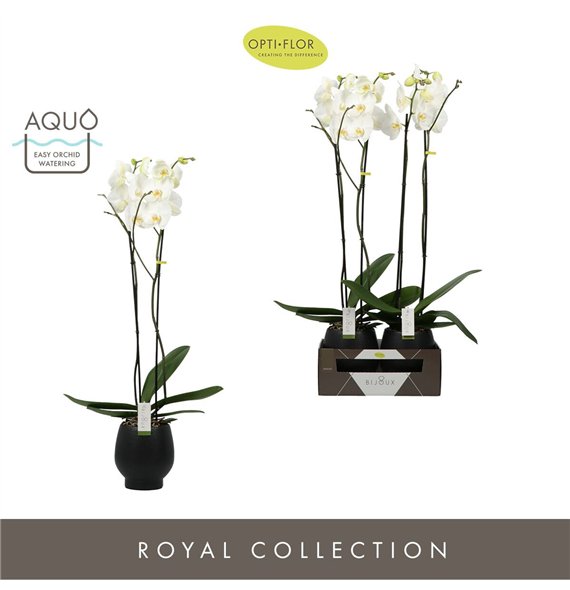 Orhideja Phalaenopsis wit Bijoux Diamond 2 spike in Abruzzo Black Aquo 14 fl  stems plnt 3000 gram 90cm 15cm Q3230