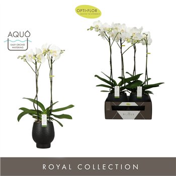 Orhideja Phalaenopsis wit Bijoux Crystal 2 spike in Abruzzo Black Aquo 14 fl  stems plnt 3000 gram 70cm 15cm Q3232