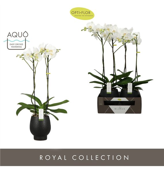 Orhideja Phalaenopsis wit Bijoux Crystal 2 spike in Abruzzo Black Aquo 14 fl  stems plnt 3000 gram 70cm 15cm Q3232