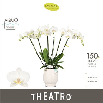Orhideja Phalaenopsis wit Theatro Jazz 6 spike in Abruzzo White Aquo 45 fl  stems plnt 2000 gram 60cm 12cm Q3245
