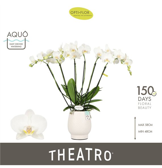 Orhideja Phalaenopsis wit Theatro Jazz 6 spike in Abruzzo White Aquo 45 fl  stems plnt 2000 gram 60cm 12cm Q3245