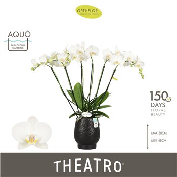 Orhideja Phalaenopsis wit Theatro Jazz 6 spike in Abruzzo Black Aquo 45 fl  stems plnt 2000 gram 60cm 12cm Q3246