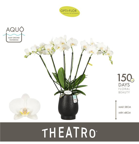 Orhideja Phalaenopsis wit Theatro Jazz 6 spike in Abruzzo Black Aquo 45 fl  stems plnt 2000 gram 60cm 12cm Q3246