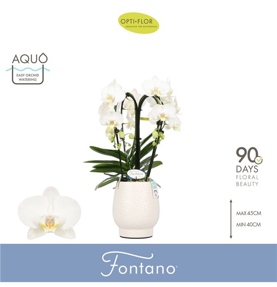 Orhideja Phalaenopsis wit Fontano Bellagio 4 spike in Abruzzo White Aquo30 fl  stems plnt 2000 gram 50cm 12cm Q3281