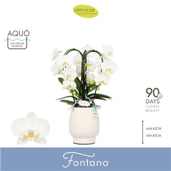 Orhideja Phalaenopsis wit Fontano Bellagio 3 spike in Abruzzo White Aquo25 fl  stems plnt 2000 gram 50cm 12cm Q3288