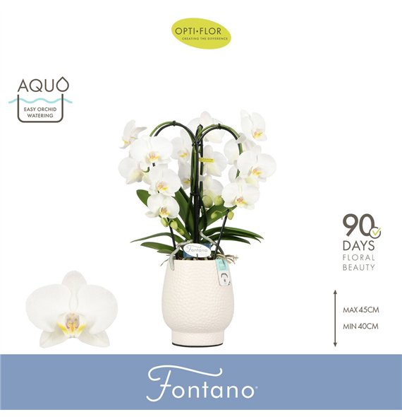Orhideja Phalaenopsis wit Fontano Bellagio 3 spike in Abruzzo White Aquo25 fl  stems plnt 2000 gram 50cm 12cm Q3288